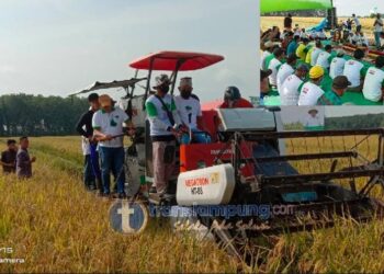 Panen Raya Padi M70 di Tubaba Sukses Meningkatkan Pendapatan Petani