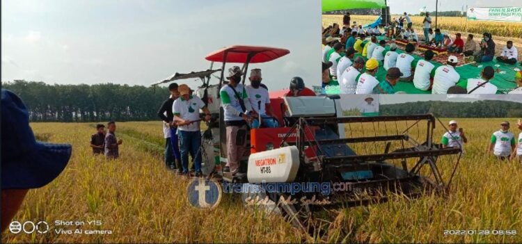 Panen Raya Padi M70 di Tubaba Sukses Meningkatkan Pendapatan Petani