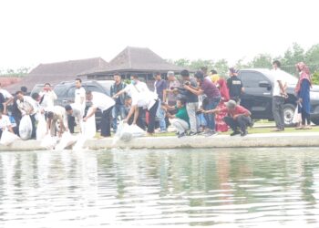 Kolam Ikan Islamic Center Dihuni Dua Jenis Ikan Gurame
