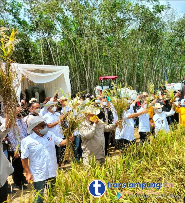 Menteri Panen Padi Gogo, Arinal : Golkar Adalah Suara Rakyat Kita Perjuangkan
