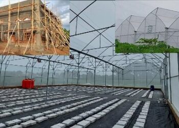 Al Mujaddid Tubaba Menjadi Pusat Green House Budidaya Melon