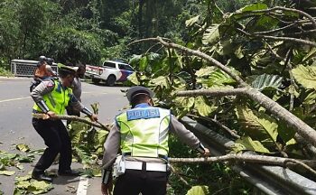 Satlantas Bergerak Cepat Tangani Pohon Tumbang di Jalinbar Kotaagung Timur