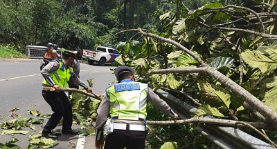 Satlantas Bergerak Cepat Tangani Pohon Tumbang di Jalinbar Kotaagung Timur