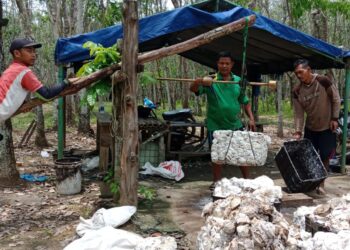 Harga Getah Karet Di Mesuji Buat Petani Bahagia