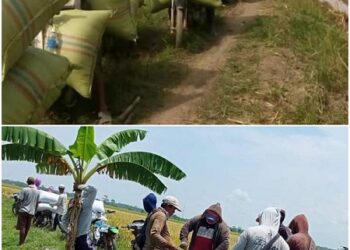 Jalan Rusak Dan Harga Anjlok, Musim Panen Raya Tahun Ini Membuat Petani Padi Di Mesuji Tidak Sejahtera