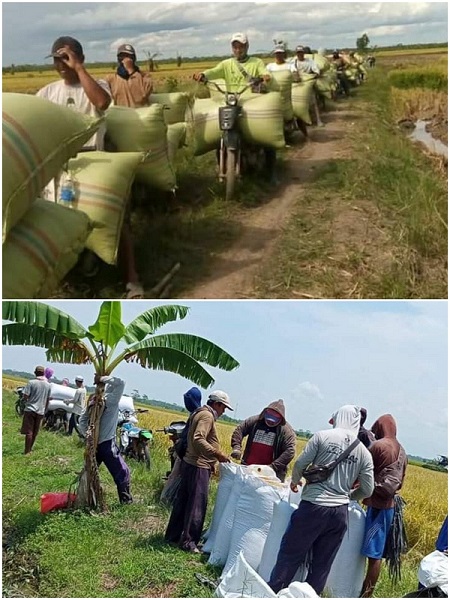 Jalan Rusak Dan Harga Anjlok, Musim Panen Raya Tahun Ini Membuat Petani Padi Di Mesuji Tidak Sejahtera