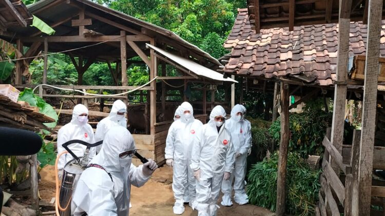 Mentan Tinjau Peternakan Sapi di Tubaba, Wabah PMK Ancam Perekonomian