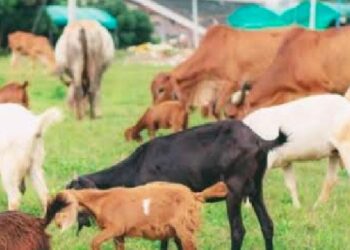 Tahun ini Harga Hewan Kurban di Tubaba Naik, ini Kisaran Harga dan Faktornya