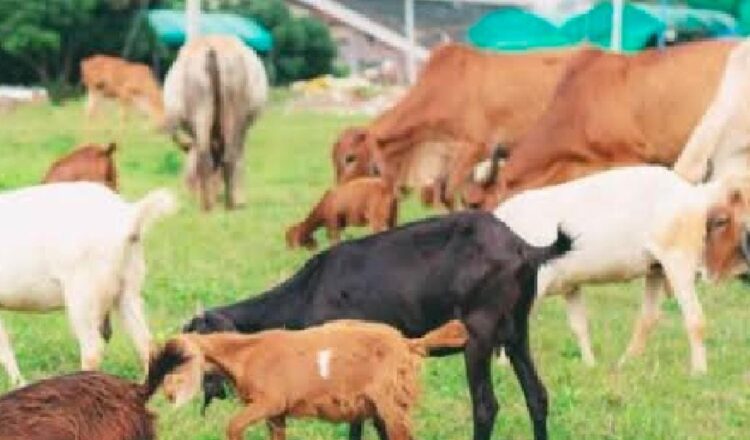 Tahun ini Harga Hewan Kurban di Tubaba Naik, ini Kisaran Harga dan Faktornya