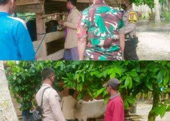 Bhabinkamtibmas Polsek Bumi Agung bersama Babinsa dan Kepala UPT Peternakan Laksanakan kegiatan vaksinasi PMK