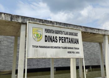Hasil Panen Padi di Tubaba Menurun Sejak 4 Tahun Terakhir