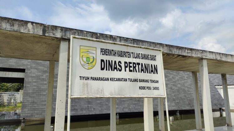 Hasil Panen Padi di Tubaba Menurun Sejak 4 Tahun Terakhir