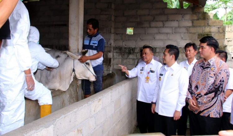 Jelang Hari Raya Idul Adha Pemkab Lampura Vaksinasi Hewan Kurban