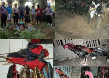 Polres Way Kanan Gerebek Judi Sabung Ayam di Banjit dan Umpu Semenguk