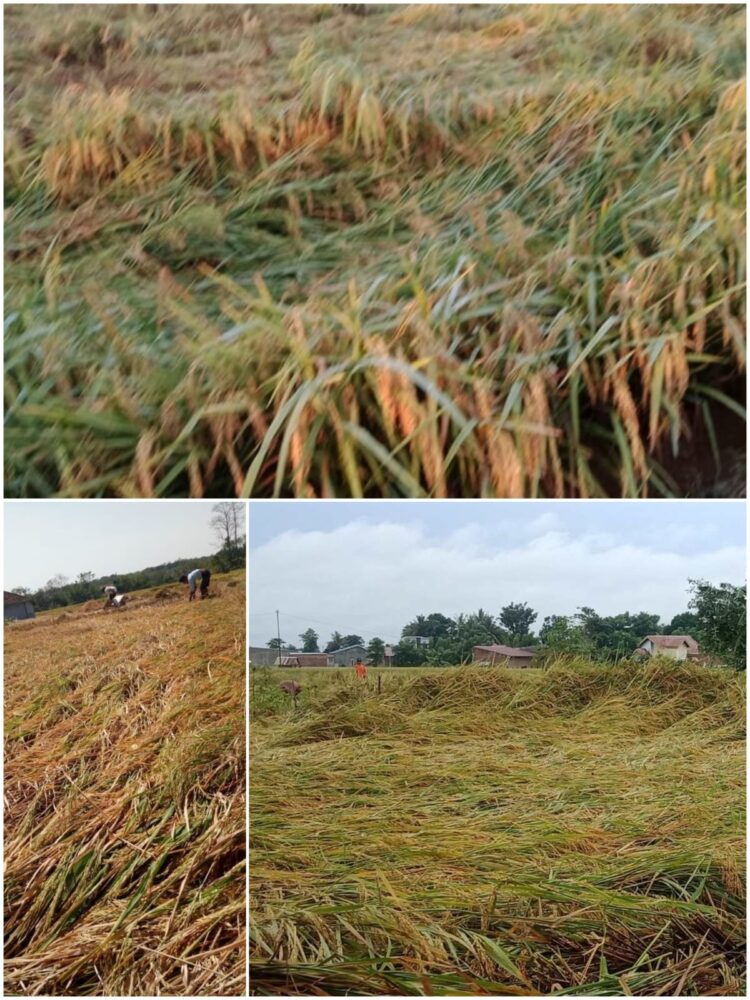 Diterjang Angin Kencang Disertai Hujan Deras, Ratusan Hektar Tanaman Padi Siap Panen Di RJU Rusak Berat