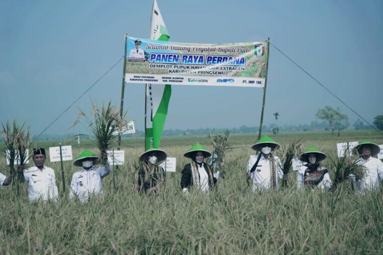 Penjabat Bupati Pringsewu Panen Raya Perdana Di Ambarawa Barat