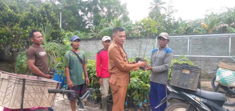 Pemdes Mekar Sari Bagikan Bibit Buah Alpukat