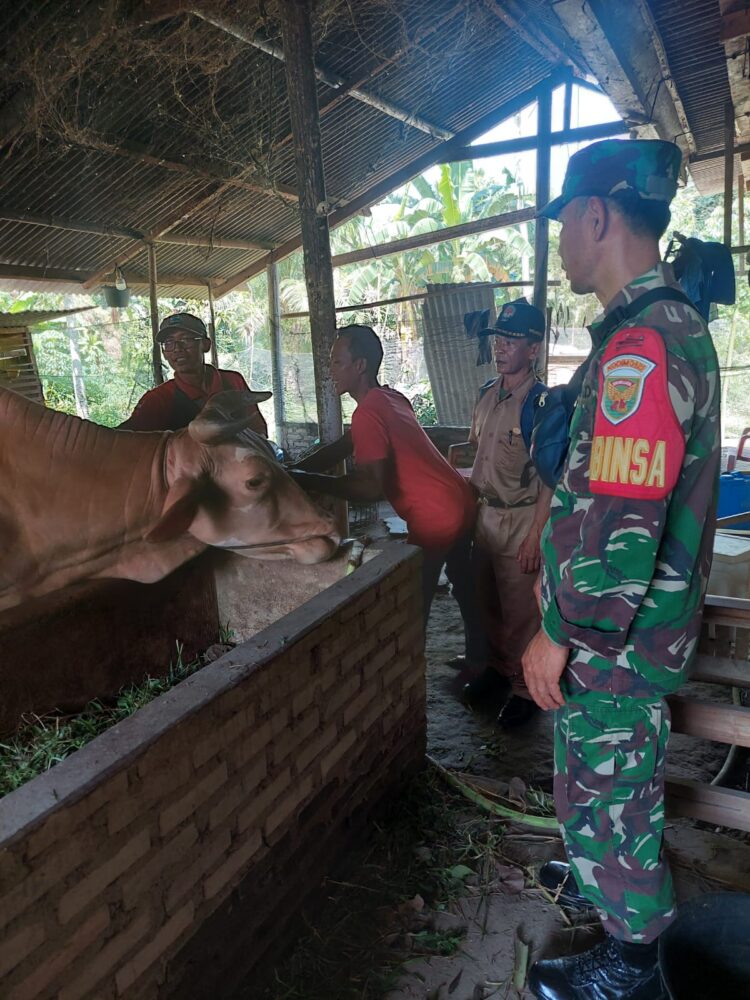 Babinsa Palas, dampingi pemberian Vaksin PMK untuk 300 Ekor Sapi