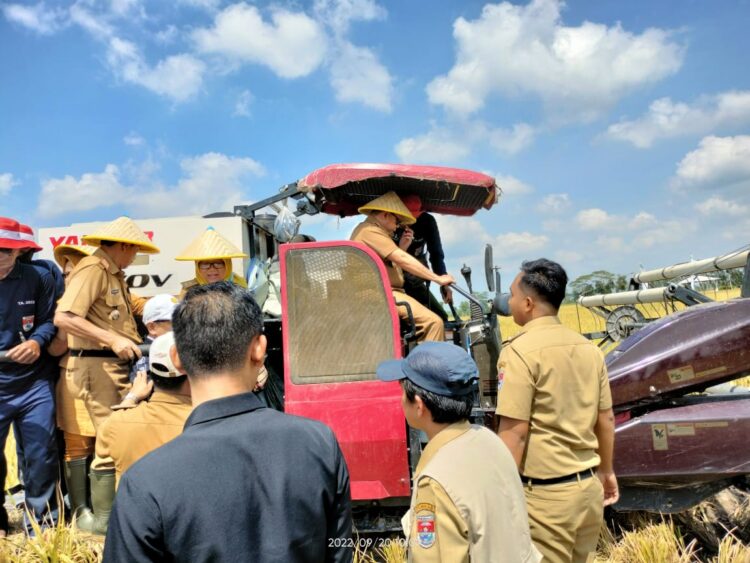 Sulpakar Lakukan Panen Raya Musim Gadu Di Desa Telogo Rejo