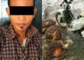 Diduga Curi 97 Tandan Sawit, S (30) warga Kampung Penengahan Diamankan Polisi