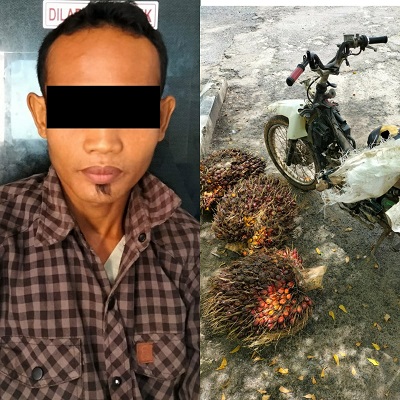 Diduga Curi 97 Tandan Sawit, S (30) warga Kampung Penengahan Diamankan Polisi