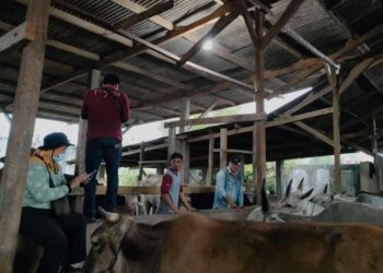 Target 70 Persen, Pendataan dan Penandaan Hewan Ternak di Tubaba Terus Digencarkan