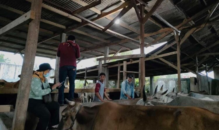 Target 70 Persen, Pendataan dan Penandaan Hewan Ternak di Tubaba Terus Digencarkan