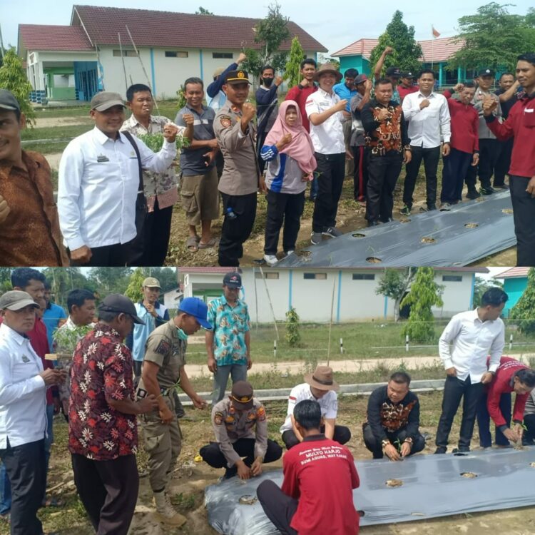 Meningkatkan Ketahanan Pangan, Polisi di Way Kanan Tanam Cabai