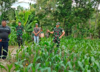 Dukung Ketahanan Pangan, Dandim 0421/Ls Cek perkembangan Tanaman Jagung.