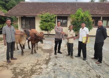 3 Ekor Sapi Yang Hilang ditemukan, Korban Pencurian Apresiasi Kinerja Polsek Sukoharjo