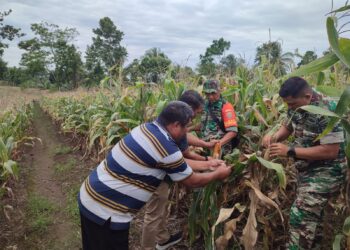 Jelang Penen Raya di Lahan Ketahanan Pangan, Danramil 421- 03/Panengahan cek tanaman