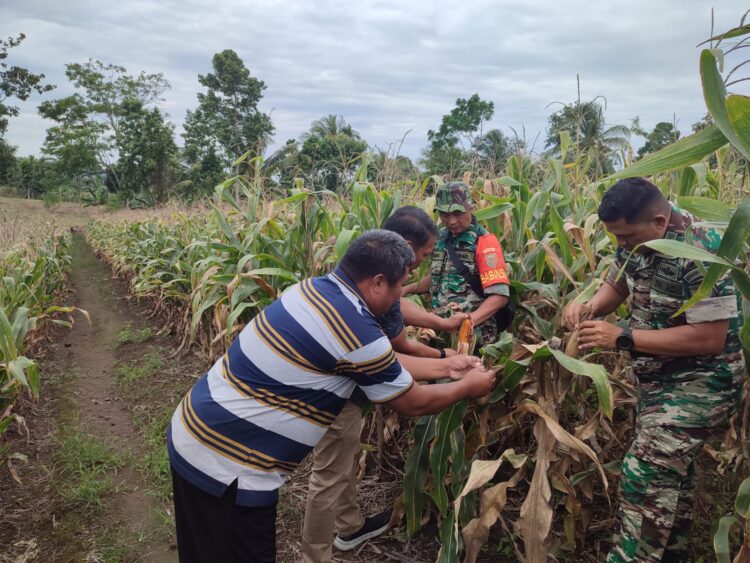Jelang Penen Raya di Lahan Ketahanan Pangan, Danramil 421- 03/Panengahan cek tanaman