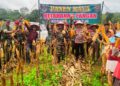 Koramil 421-08/tjb jalankan program ketahanan pangan, sukses Panen Jagung Bersama Warga
