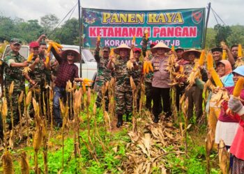 Koramil 421-08/tjb jalankan program ketahanan pangan, sukses Panen Jagung Bersama Warga