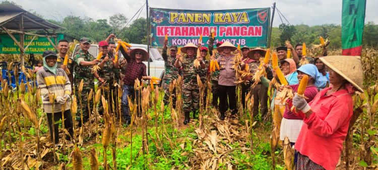 Koramil 421-08/tjb jalankan program ketahanan pangan, sukses Panen Jagung Bersama Warga