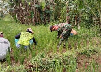 Berpakaian Dinas, Babinsa Kodim 0421/Ls tak segan turun kesawah bantu Petani.