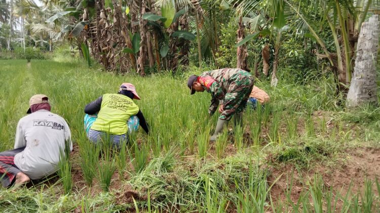 Berpakaian Dinas, Babinsa Kodim 0421/Ls tak segan turun kesawah bantu Petani.