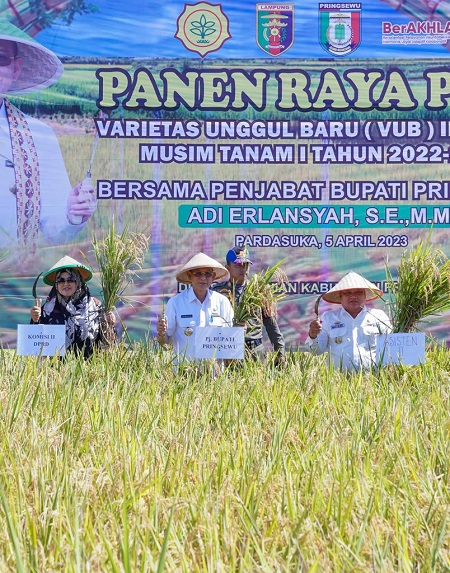 Penjabat Bupati Pringsewu Panen Raya Padi Varietas Unggul Baru (VUB) Inpari