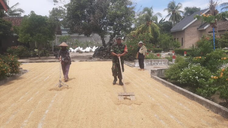 Perkuat Ketahanan Pangan, Babinsa Koramil 0421-07/Sdm Bantu Petani Jemur Padi