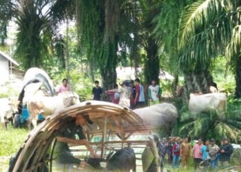Vaksinasi PMK di Tubaba Capai 85 Persen, Kini Disnakkeswan Fokus KIE LSD