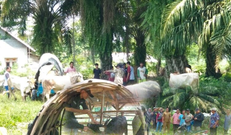Vaksinasi PMK di Tubaba Capai 85 Persen, Kini Disnakkeswan Fokus KIE LSD