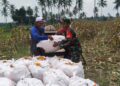 Warga Panen Jagung,Babinsa Kodim 0421/Ls turun membantu petani.