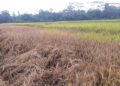 Hama Wereng Coklat Serang Petani Tubaba