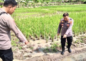 Seorang Petani Di Pringsewu Lampung Ditemukan Meninggal di Sawah
