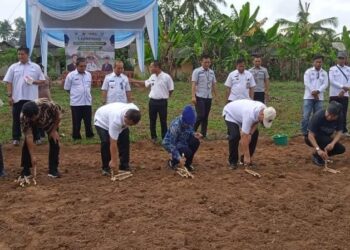 Perdana, Mesuji Launching Kemitraan Budidaya Singkong Melalui Program CSV