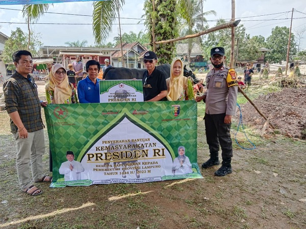Sapi Kurban Presiden Jokowi Sudah Tiba Di Sri Tanjung, Pemkab Mesuji Juga Distribusikan 50 Ekor Sapi Kurban