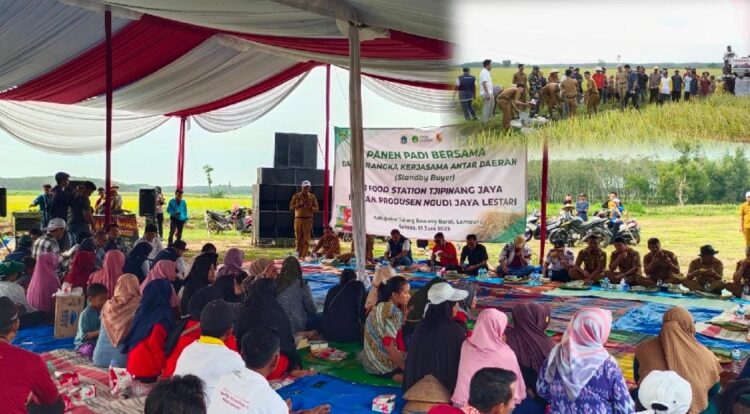 Panen Raya Padi di Tubaba, Poktan Jalin Kerjasama Penjualan