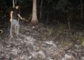 Gara-Gara Bakar Rumput dan Daun Kering, Lahan Kebun Jati Seluas Lima Hektare Di Pringsewu Terbakar