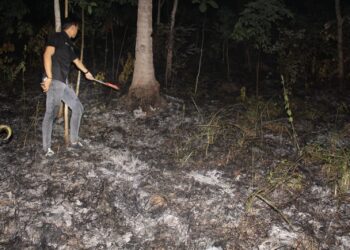 Gara-Gara Bakar Rumput dan Daun Kering, Lahan Kebun Jati Seluas Lima Hektare Di Pringsewu Terbakar