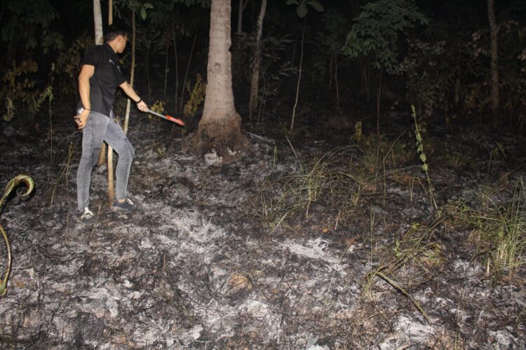 Gara-Gara Bakar Rumput dan Daun Kering, Lahan Kebun Jati Seluas Lima Hektare Di Pringsewu Terbakar